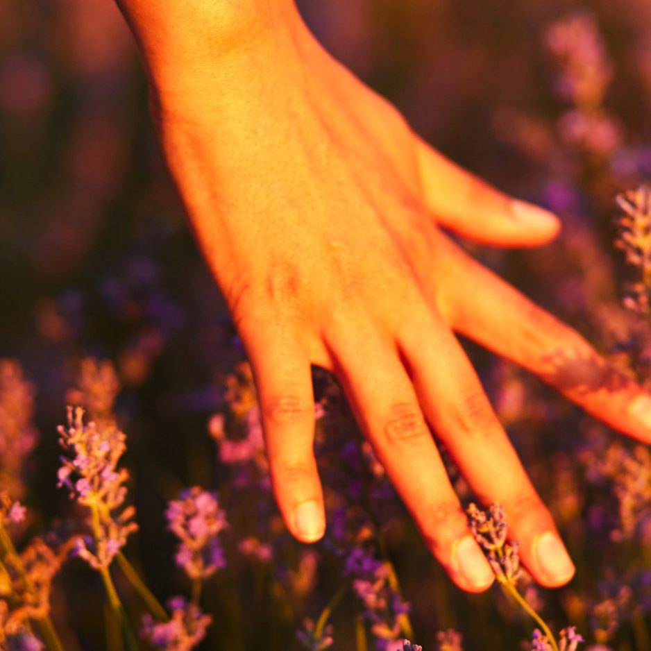 Hand strijkt door lavendel
